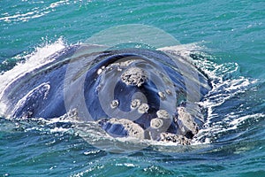 Southern Right Whale, Eubalaena australis photo