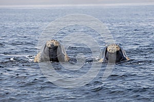 Southern Right Whale, eubalaena australis, Two Heads emerging from Ocean, Hermanus in South Africa photo