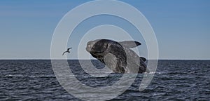Southern Right Whale Jump,