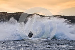 Southern Right Whale Jump, photo