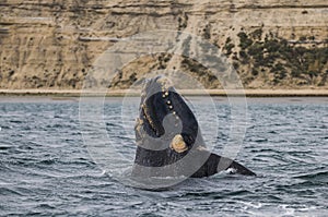Southern Right Whale Jump, photo