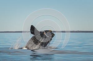 Southern right whale,jumping behavior,