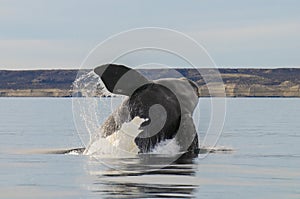 Southern right whale,jumping behavior,