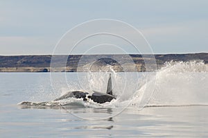 Southern right whale,jumping behavior,