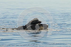 Southern right whale,jumping behavior,