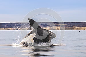 Southern right whale,jumping behavior,