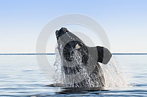 Southern right whale,jumping behavior,