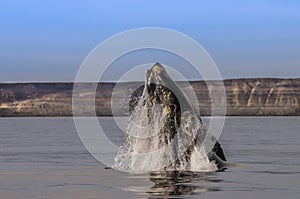 Southern right whale,jumping behavior, Puerto Madryn,