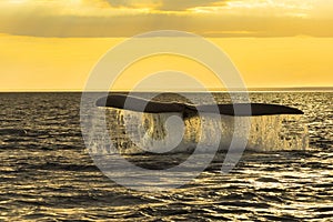 Southern right whale,jumping behavior, Puerto Madryn,