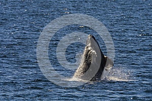 Southern right whale,jumping behavior, Puerto Madryn,