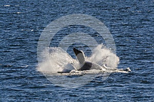 Southern right whale,jumping behavior, Puerto Madryn,