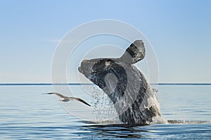 Southern right whale,jumping behavior, photo