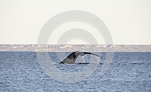 Whales in Peninsula Valdes, Patagonia, Puerto Madryn. photo