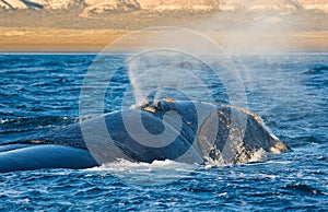 Southern right whale in Patagonia.