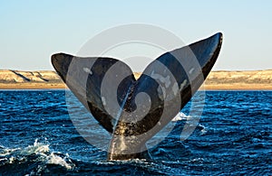 Southern right whale in Patagonia.