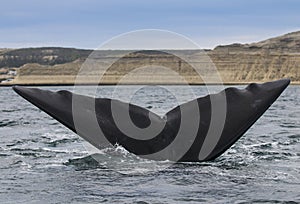 Southern Right Whale, Patagonia, Argentina