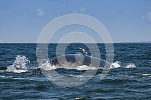 Southern Right Whale, Patagonia, Argentina