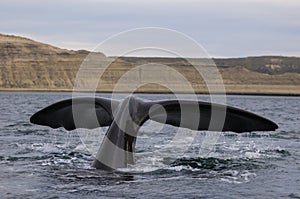 Southern Right Whale, Patagonia, Argentina