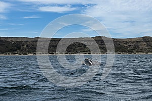 A Southern Right Whale at the Peninsula Valdes in Argentina