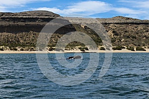 A Southern Right Whale at the Peninsula Valdes in Argentina