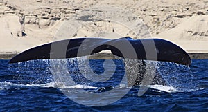 Southern Right Whale, Peninsula Valdes, Argentina