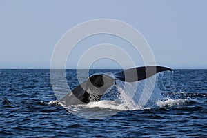 Southern Right Whale Plettenberg Bay