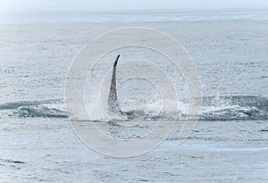 A Southern Right Whale\'s, Eubalaena australis, fin is out of the water in South Africa photo