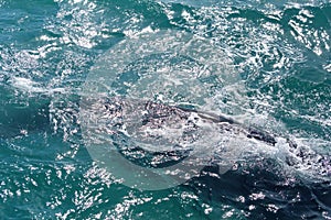 Southern right whale in South Africa