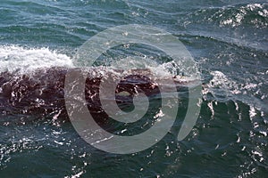 Southern right whale in South Africa