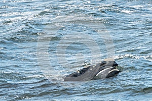 Southern Right Whale Surfaces