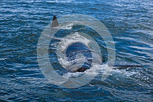 Southern Right Whale surfacing to take a breath in the Indian Ocean near Hermanus