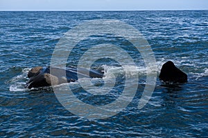 Southern Right Whale surfacing to take a breath in the Indian Ocean near Hermanus