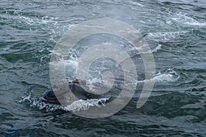 Southern Right Whale surfacing to take a breath in the Indian Ocean near Hermanus