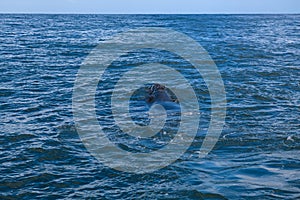 Southern Right Whale surfacing to take a breath in the Indian Ocean near Hermanus