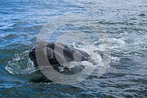 Southern Right Whale surfacing to take a breath in the Indian Ocean near Hermanus