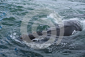 Southern Right Whale surfacing to take a breath in the Indian Ocean near Hermanus