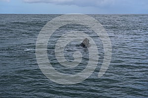 Southern Right Whale surfacing to take a breath in the Indian Ocean near Hermanus