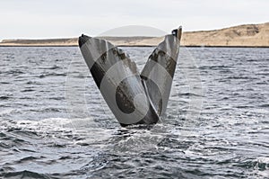 Southern Right Whale tail,