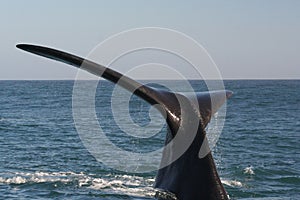 Southern right whale tail 2