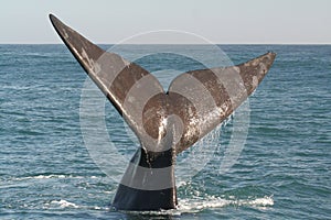 Southern right whale tail photo