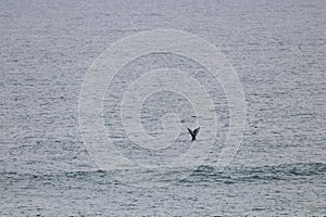 Southern Right Whale Tail Breach In Open Ocean (Eubalaena australis) photo