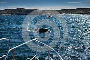 Southern Right Whale in the Valdes Peninsula in Argentina