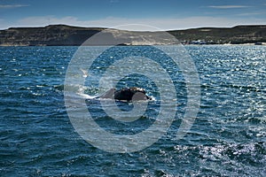 Southern Right Whale in the Valdes Peninsula in Argentina