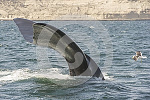 Southern Right Whale photo