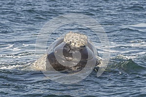 Southern Right Whale photo