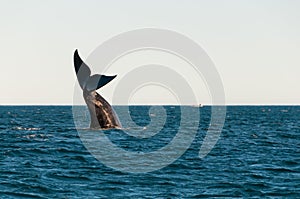 Southern right whale watching