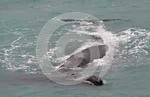 Southern right whales