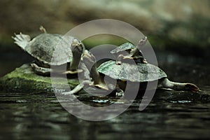 Southern river terrapin (Batagur affinis)