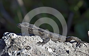 Southern Rock Agama