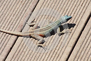 Southern rock agama